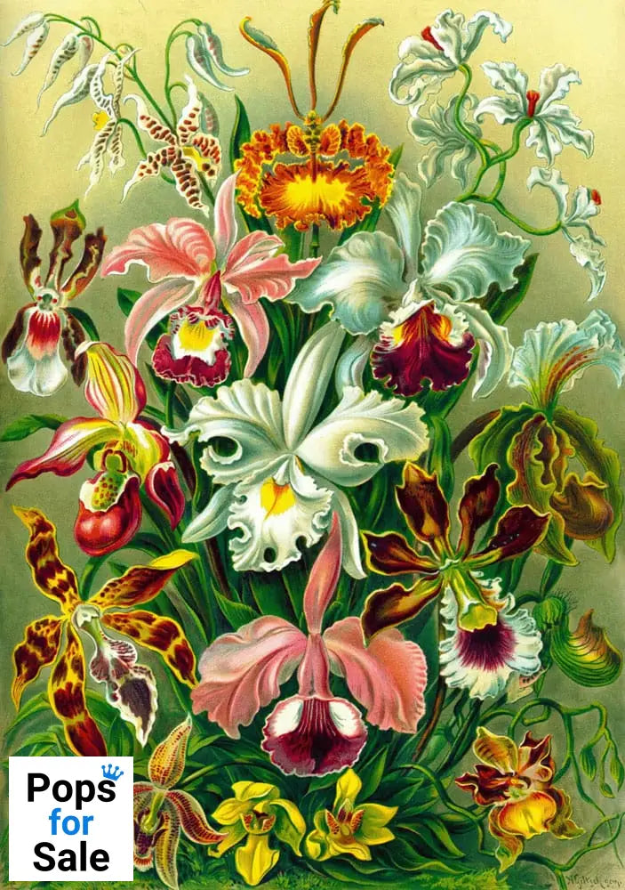 Ernst Haeckel Puzzle Orchid (1000 pieces)