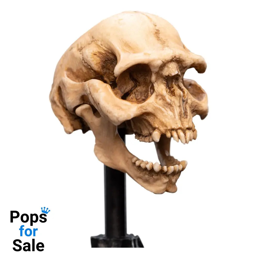 Lord of the Rings Mini Statue Skull of a Moria Orc 13 cm