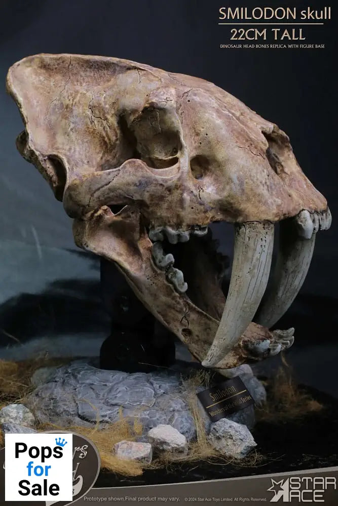 Wonders of the Wild Series Statue Smilodon Skull Fossil 22 cm
